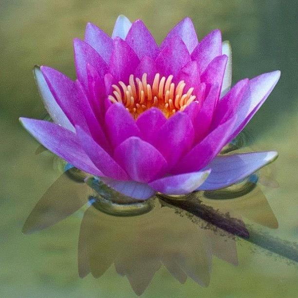 Nature Photograph - #purple #pink #lily #lilly #lotus #pond by Michael Lynch