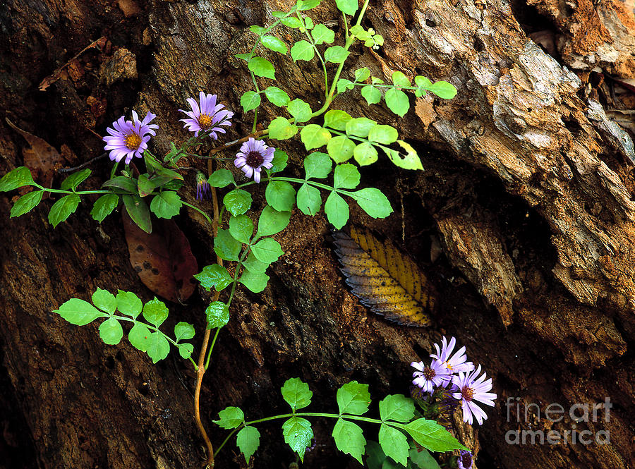 Purple plant and bark Photograph by Mike Nellums Pixels