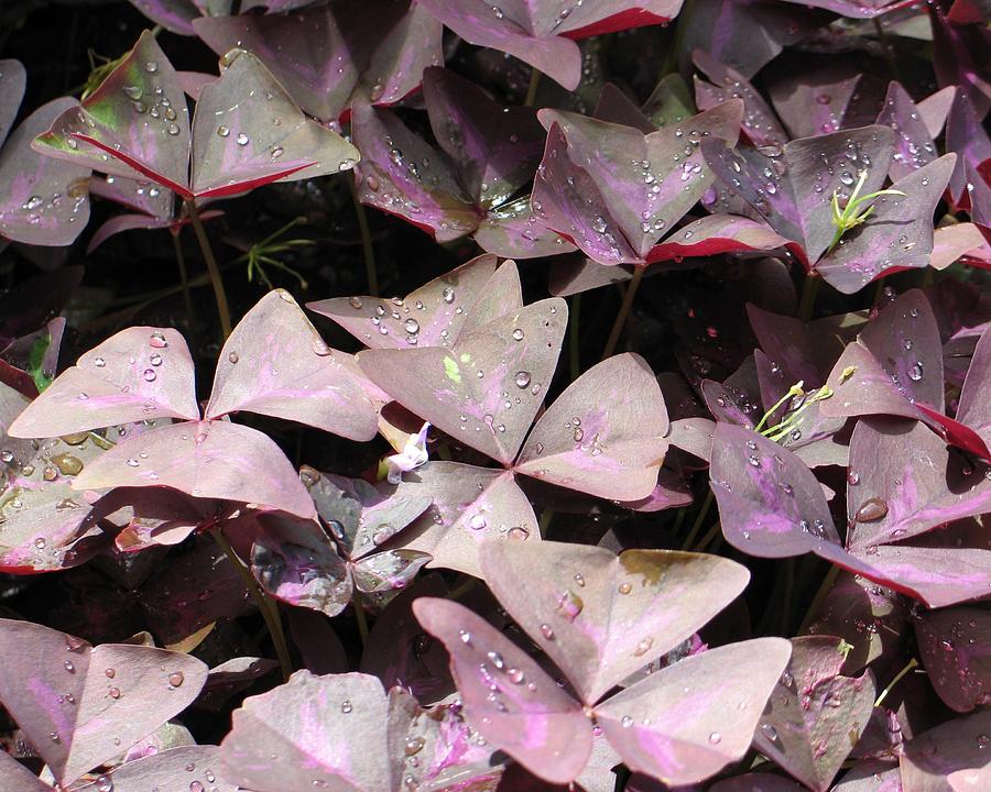 Purple Plant Photograph by Diana McClure