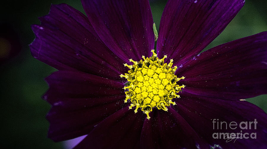 Purple Pollen Photograph