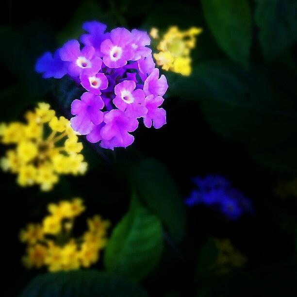 Flower Photograph - Purple Pop by Percy Bohannon