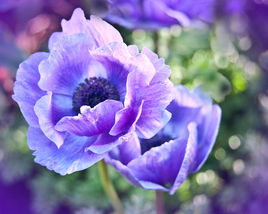 Purple Poppies Photograph by Beverly Hanson