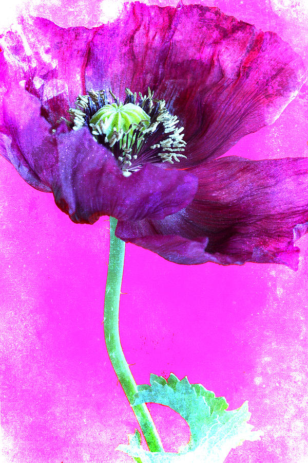 Purple Poppy on Pink Photograph by Carol Leigh