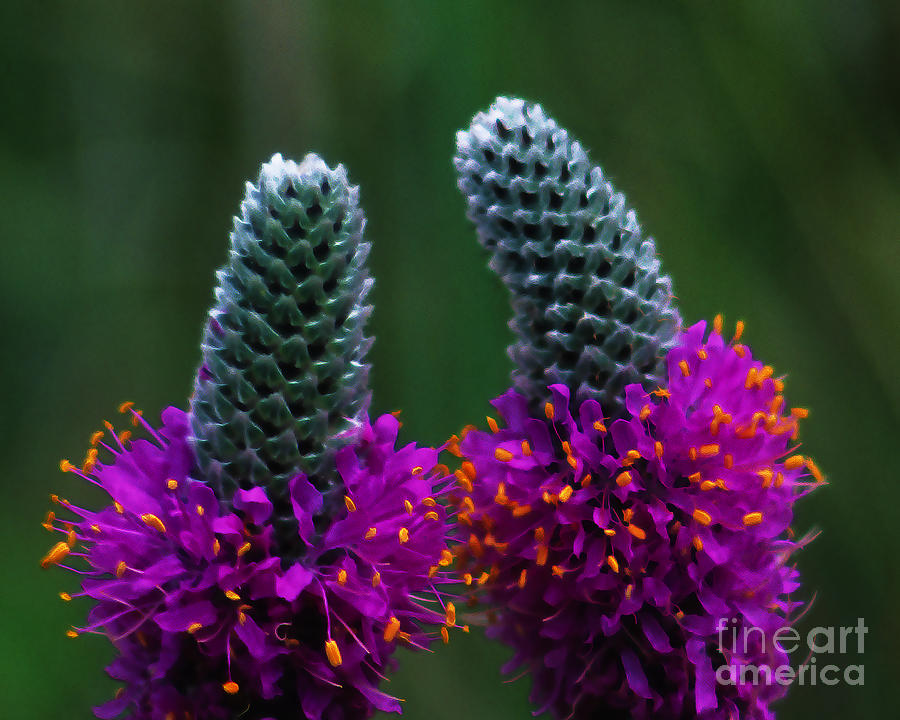 Purple Prairie Clover Photograph by Terril Heilman
