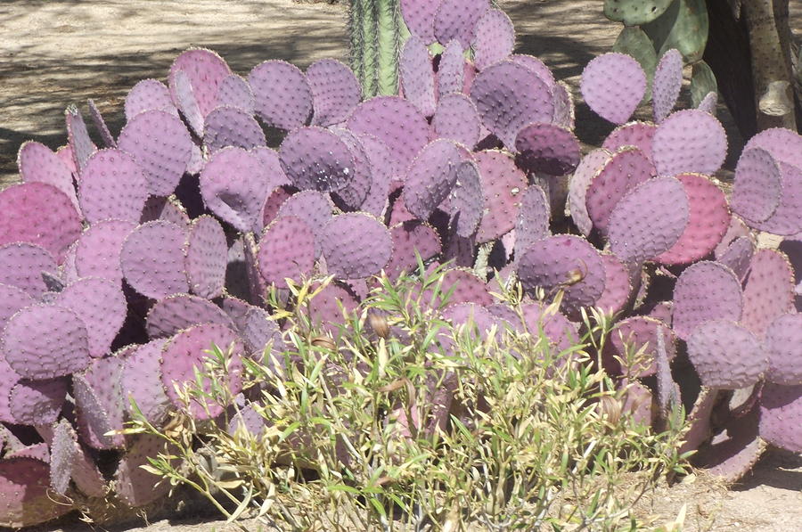 Purple Prickly Pear Photograph by Jayne Kerr - Pixels