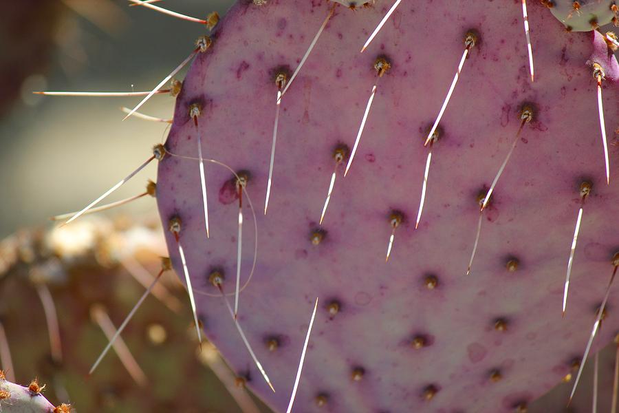 Purple Prickly Pear Photograph by Leigh Meredith