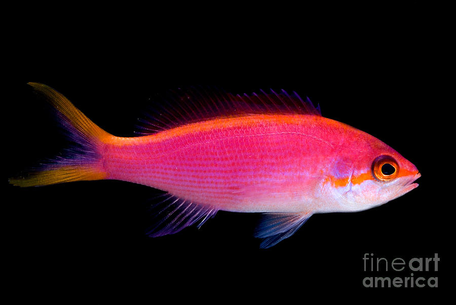 Fish Photograph - Purple Queen Anthias by Dant Fenolio