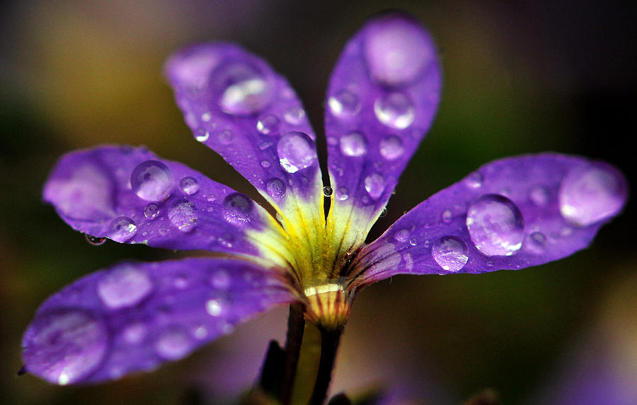 Purple rain Photograph by Dennis Clark - Fine Art America