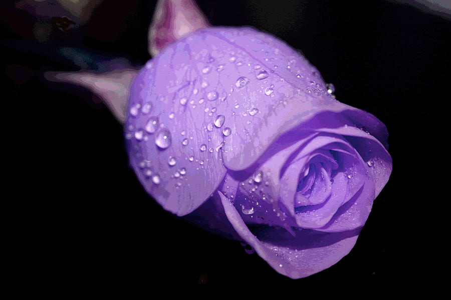 Purple Rain Drops Photograph by Patricia Haynes