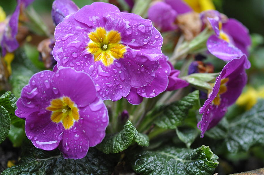 Purple Rain Photograph by Rob Hemphill