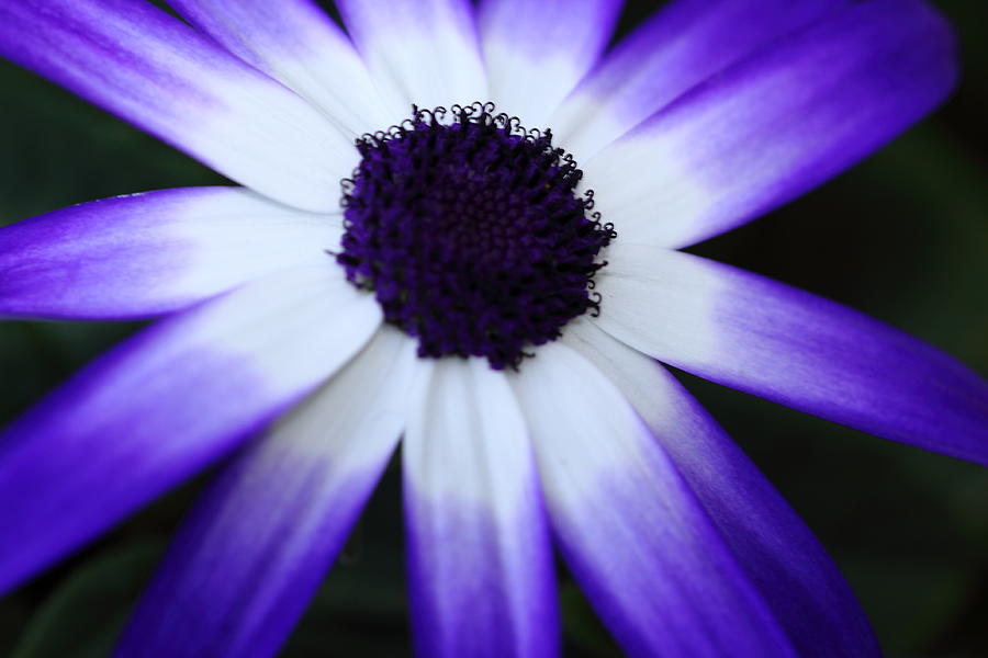 Purple Rays Photograph