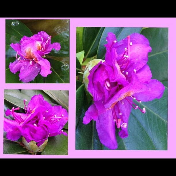 Purple Rhododendron Photograph by Rita Frederick