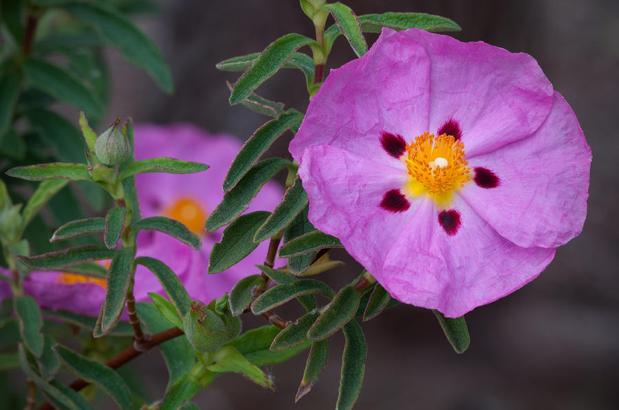 Purple Rock Rose Photograph