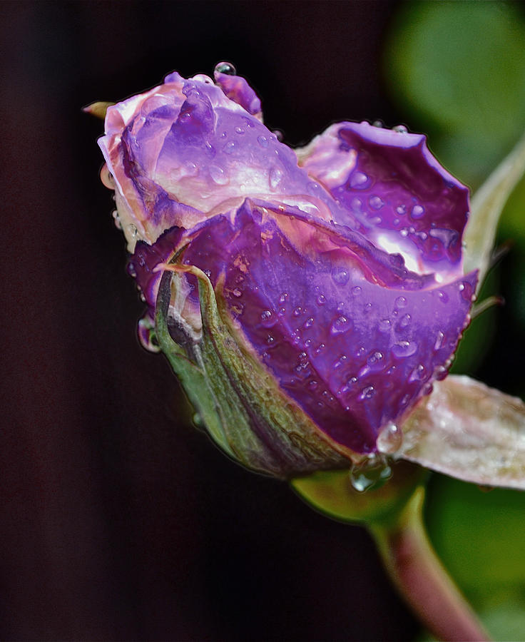 Purple Rose Photograph by Bill Owen