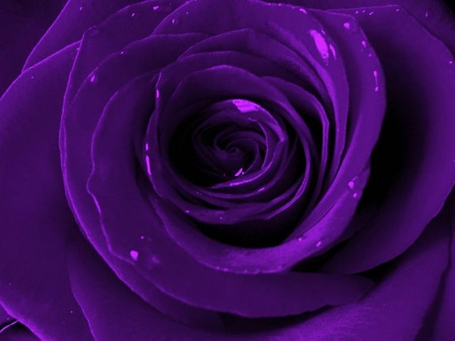 Purple Rose Digital Art By Kitty Schul 