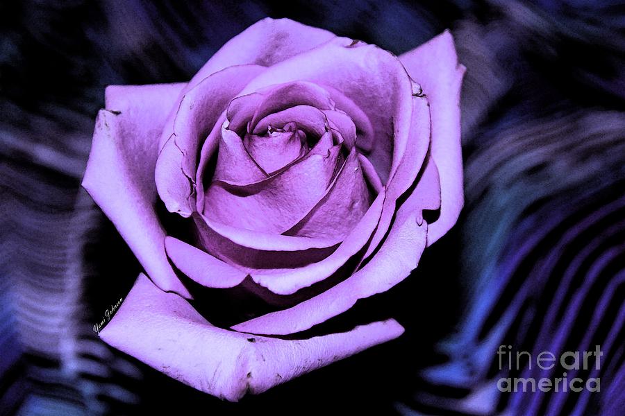 Purple rose Photograph by Yumi Johnson