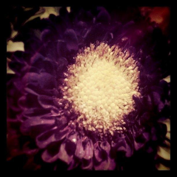 Purple. Photograph by S Michelle Reese