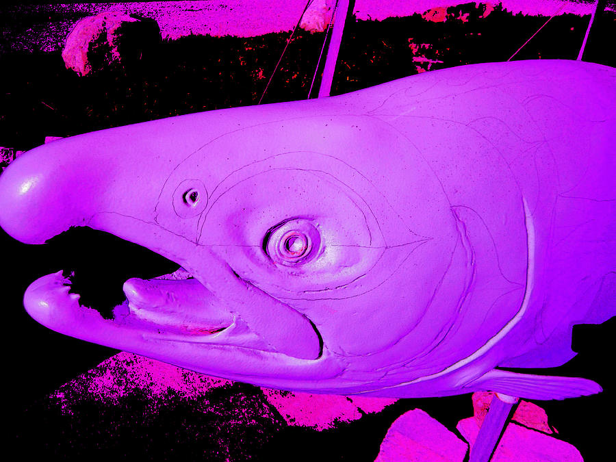 Purple Salmon Photograph by Kym Backland