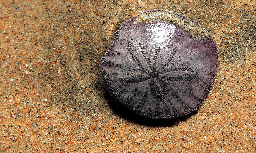 pictures-of-sand-dollars-how-to-meet-russian