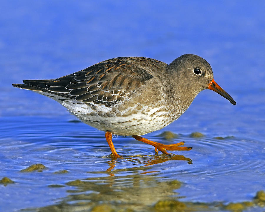 Purple Sandpiper Photograph by Tony Beck