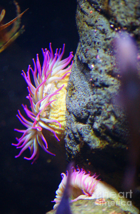 Abstract Photograph - Purple Sea Creature by Randy Harris