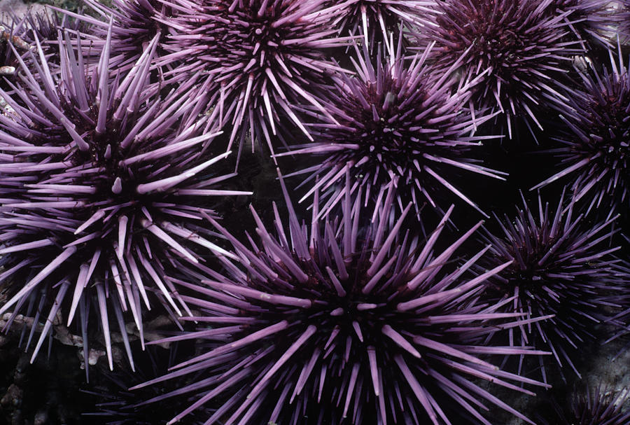 Purple Sea Urchin Photograph by Jeff Rotman