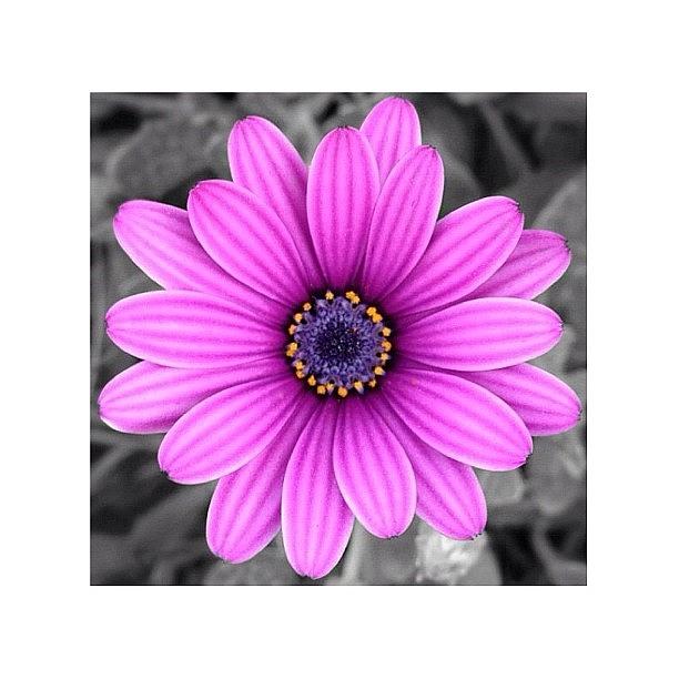 Flower Photograph - Purple by Sean Photography