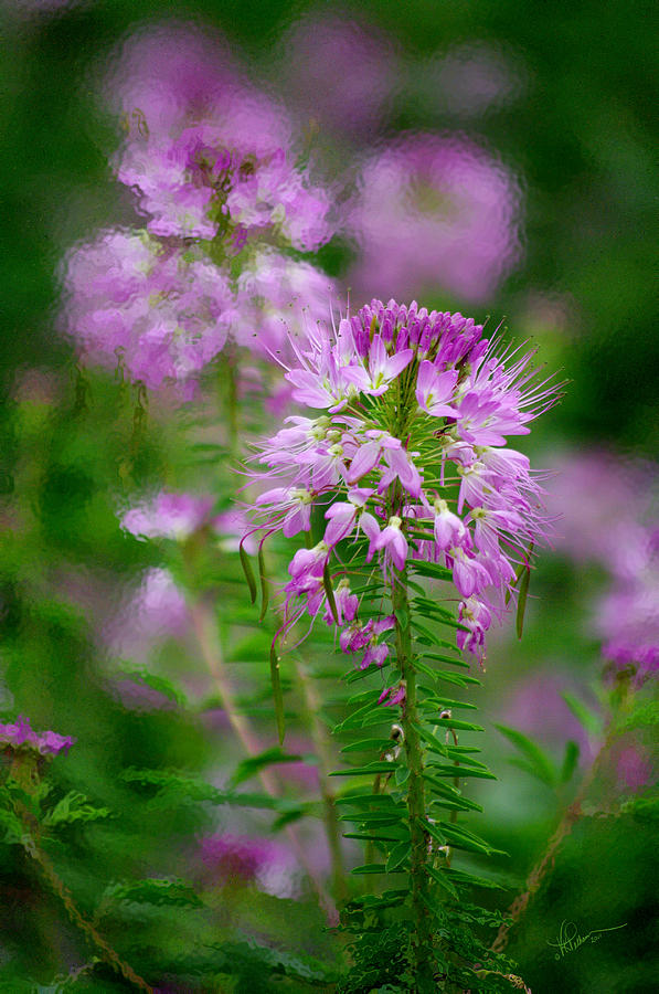 Flowers Still Life Photograph - Purple Serenade by Vicki Pelham
