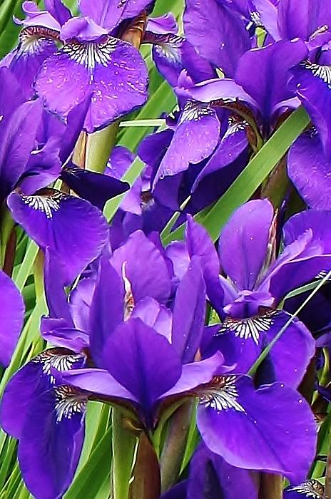 Summer Photograph - Purple Siberian Irises by Bruce Bley