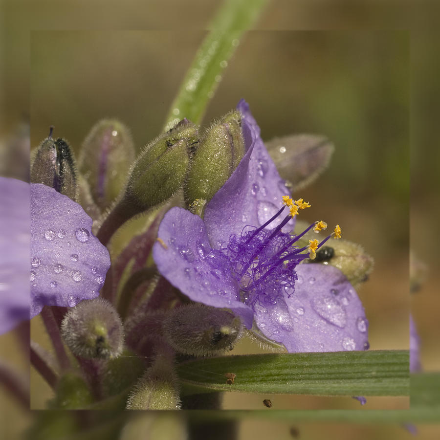 Purple Spiderwort flower Photograph by Alan Tonnesen