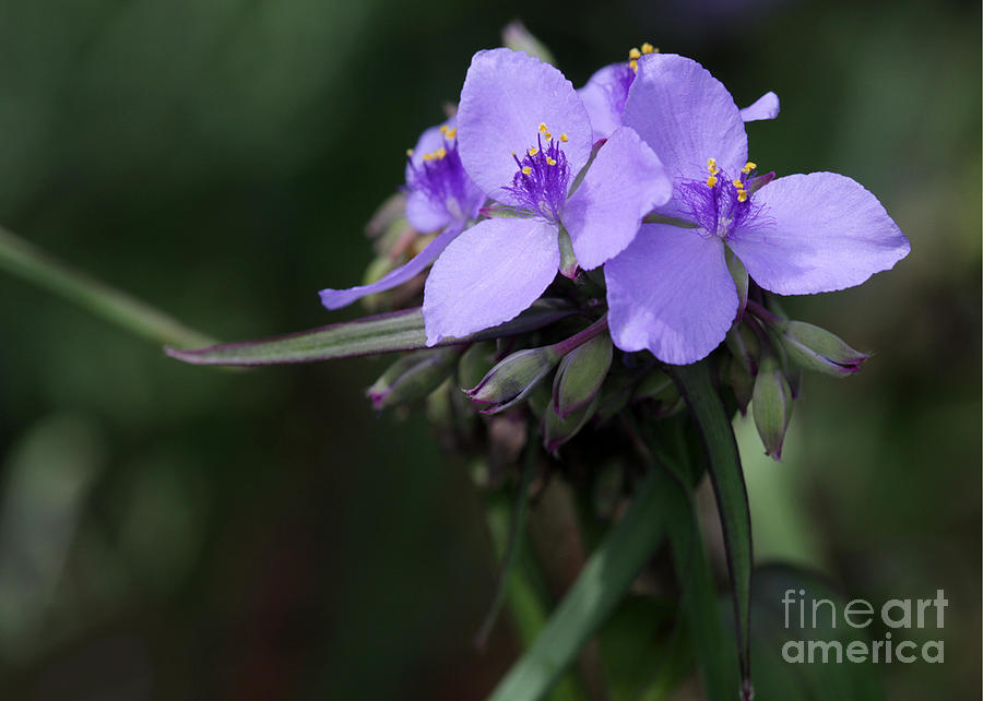 Purple Spiderwort Flowers Photograph by Sabrina L Ryan