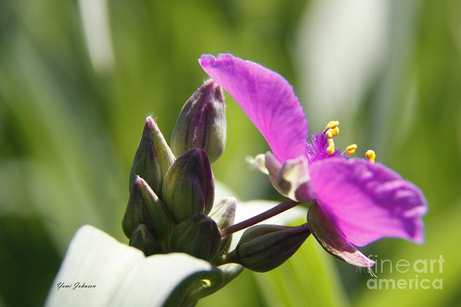Flower Photograph - Purple Spiderwort  by Yumi Johnson