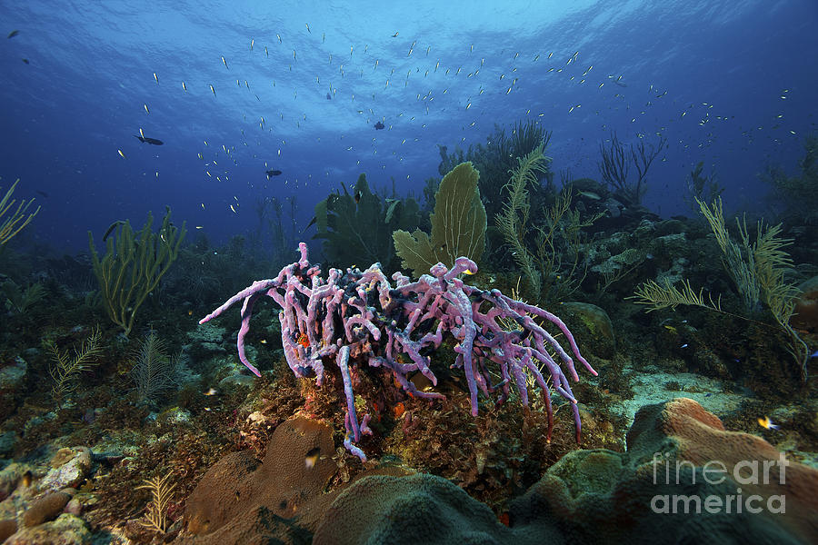 Purple Sponge On A Deep Reef Photograph