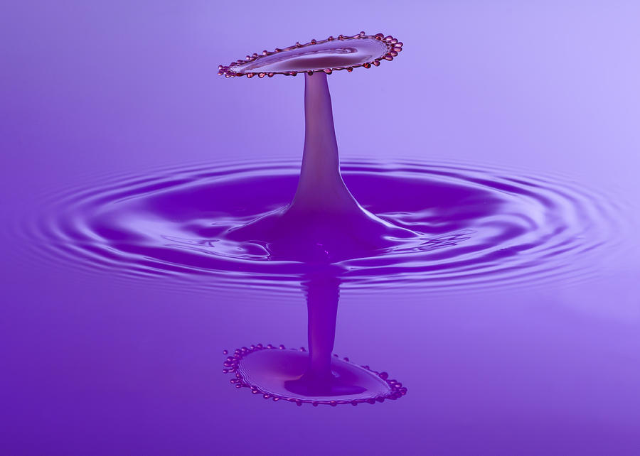 Purple Spray Photograph