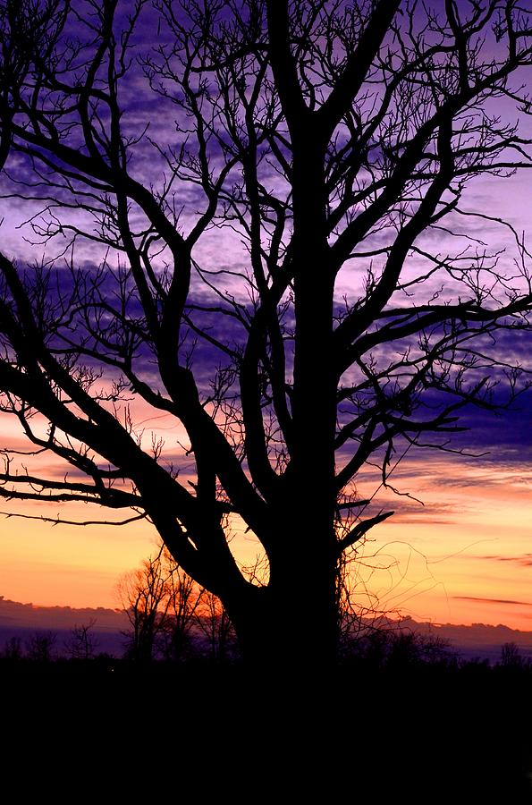 Sunset Photograph - Purple Sunset 2 by Esther Luna