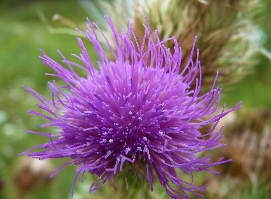 Purple Thistle Photograph by Jeanette Oberholtzer