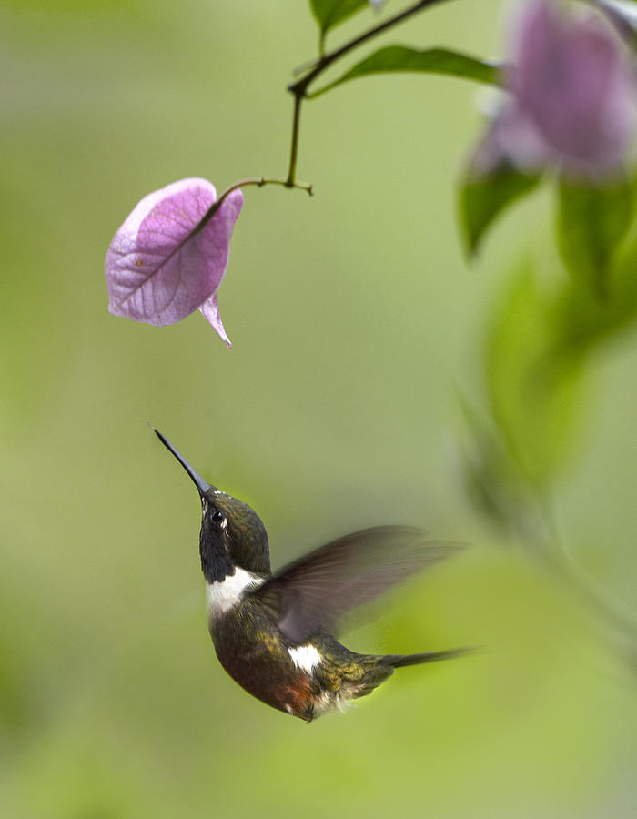 Purple Throated Woodstar Hummingbird Photograph by Tim Fitzharris