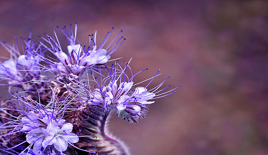 Purple Tips Photograph by Bel Menpes