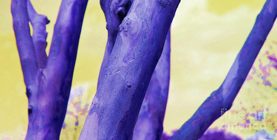 Purple Trees Photograph by Patty Vicknair