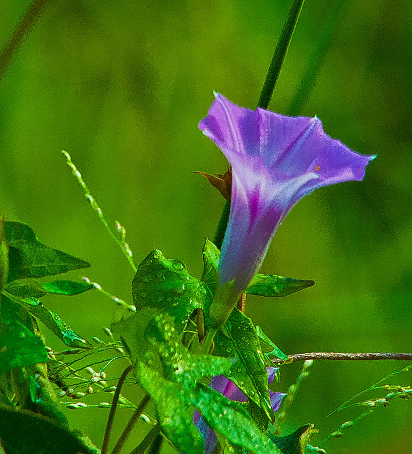 Purple Trumpet Photograph by Brian Wright Fine Art America
