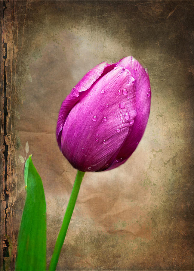 Purple Tulip Photograph by Fred LeBlanc