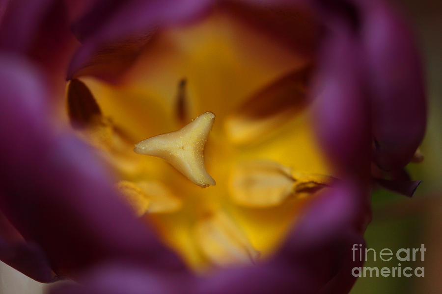 Purple Tulip Interior Photograph by Donna L Munro