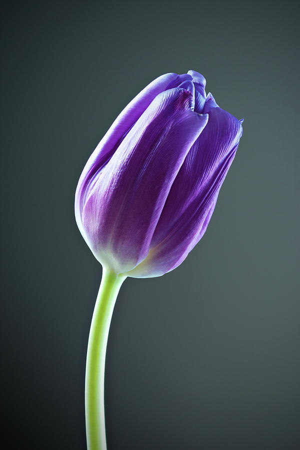 Purple Tulip Photograph by Nick  Shirghio