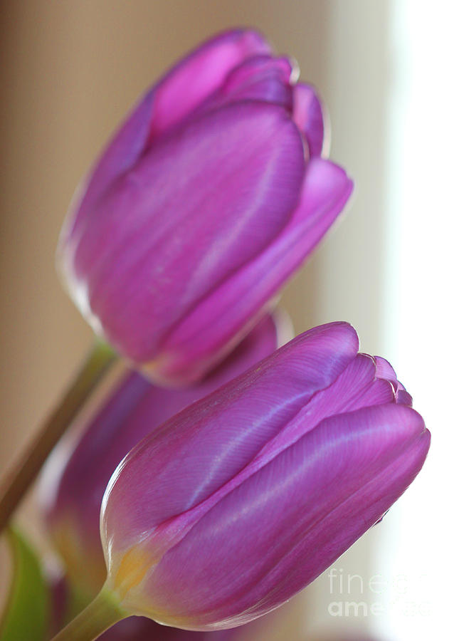Purple Tulips 2 Photograph by Donna L Munro