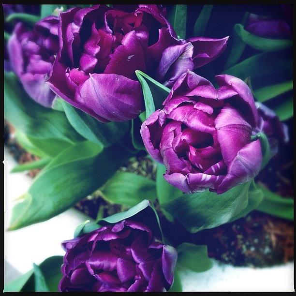 Spring Photograph - Purple Tulips. Ah, #spring by Bonnie Natko