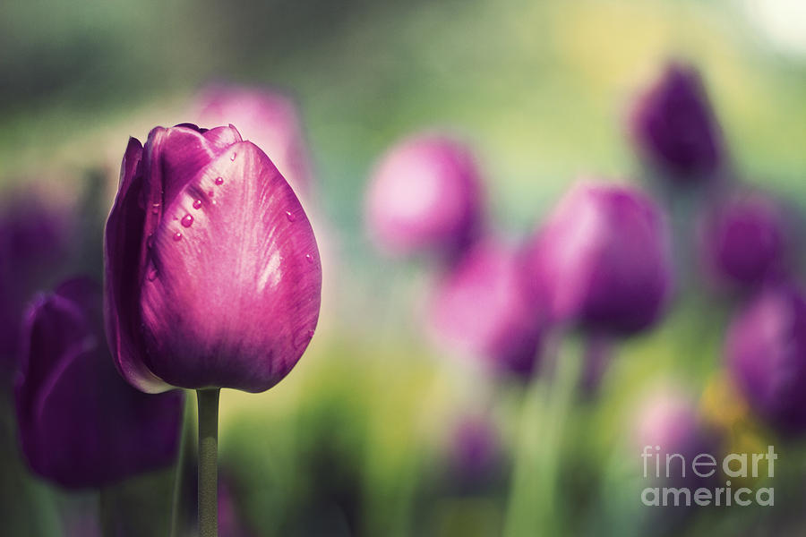 Purple Tulips Photograph by Catherine MacBride Purple Tulips Photograph by Catherine MacBride