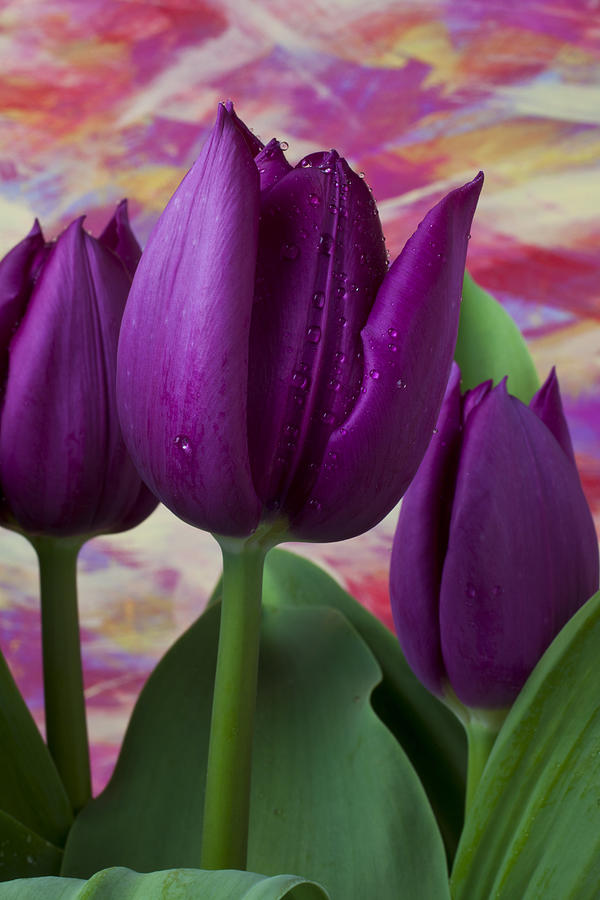 Tulip Photograph - Purple tulips by Garry Gay