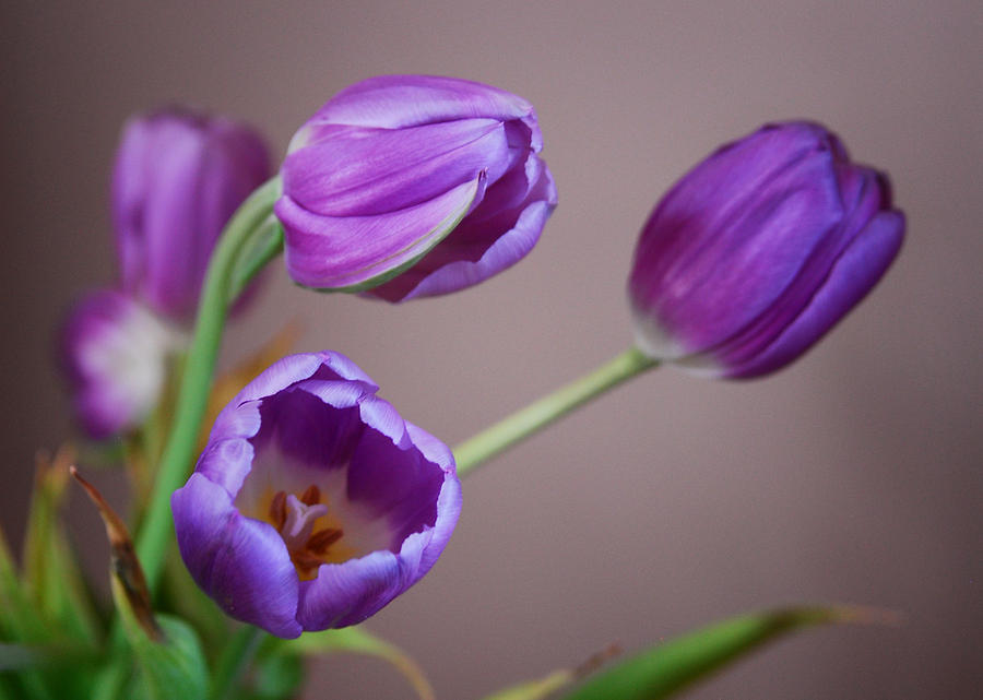 Purple Tulips Photograph by Mary Timman