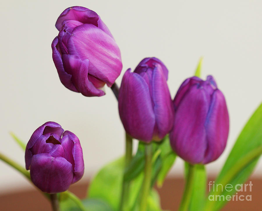 Purple Tulips V2 Photograph by Donna L Munro