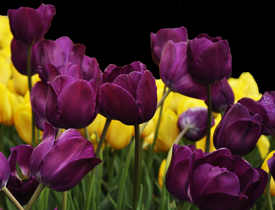 Purple Tulips Digital Art by Vijay Sharon Govender